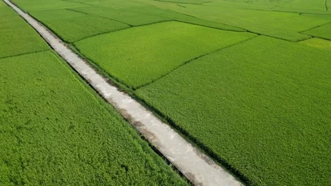 Aerial Lush Green Rice Fields Stock Footage 289012137