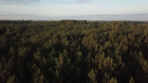 Aerial of Lush Pine Forest Canopy Stock Footage 116646549