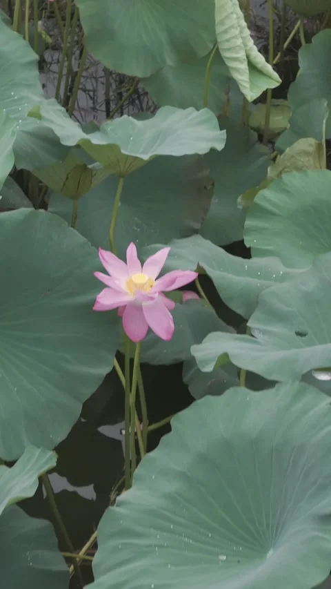 Aerial Macro of Single Pink Lotus Blossom Stock-Footage 343575178
