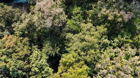 Aerial Mae Sae Waterfall cascading through jungle Chiang Mai Thailand Stock-Footage 331476478