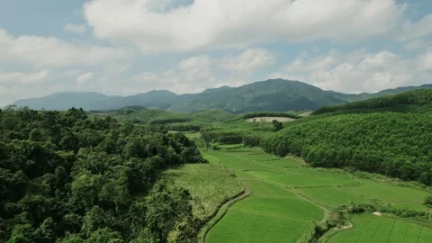 Aerial Majesty, Verdant Rice Fields Panorama Stock Footage 263513277