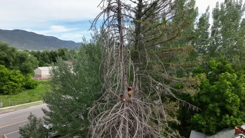 Aerial man high in dead pine tree cutting felling 4K Stock Footage 246902027