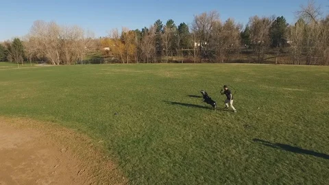 Aerial: Man throwing plastic disc while dogs chasing and catching at park on Stock Footage 128788338