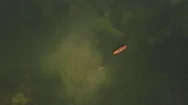 Aerial. A Manatee Family Of 6 Cows Swim With Kayaker. Rare Shots. 4K Stock Footage