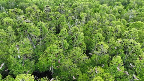Aerial of Mangrove Forest Canopy With Fruit Bats Flying in Indonesia Vidéo 220726853