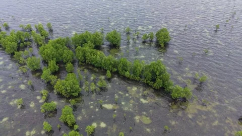 Aerial Mangrove Rows and Saplings in Puerto Princesa Palawan Stock Footage 336302401