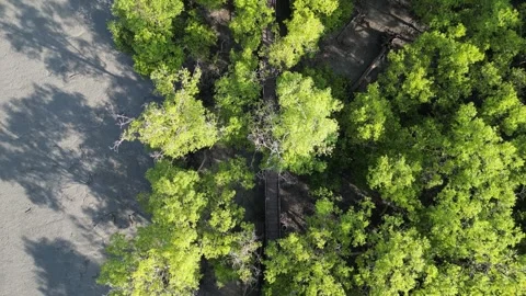 Aerial mangrove tree with a shadow on the ground Видео 325840581