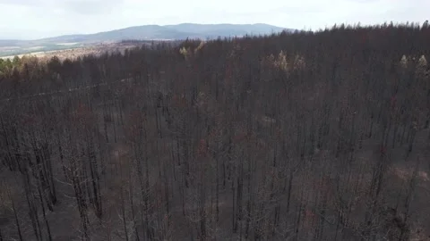 Aerial of many burnt trees because of fire. 4K Video. Stock Footage 160849975