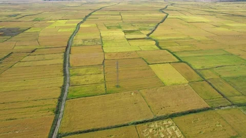 Aerial of many rice fields in different shades of green. Stock Footage 161846829