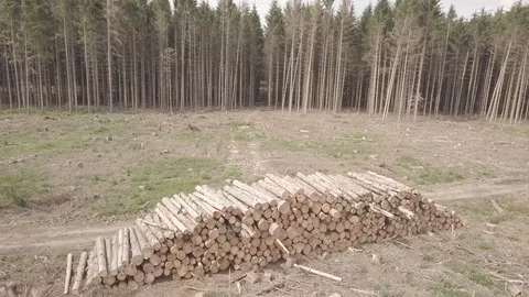 Aerial Many Tree Trunks Stock Footage 111225336