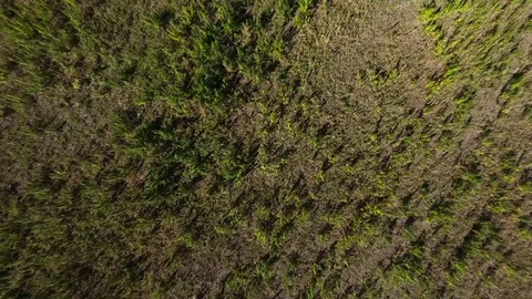 AERIAL: Marijuana field Stock Footage 80708043
