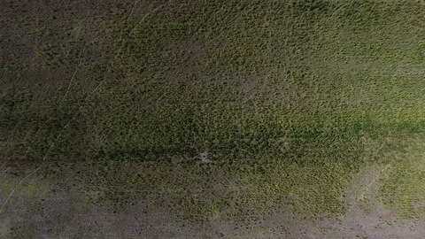 AERIAL: Marijuana field Stock Footage 80710207