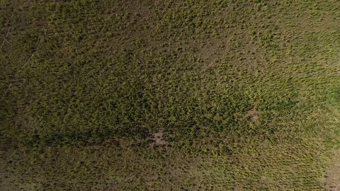 AERIAL: Marijuana field Stock Footage 80712969