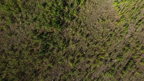AERIAL: Marijuana field Stock Footage 80765118