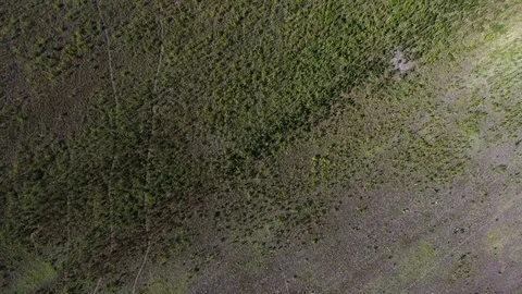 AERIAL: Marijuana field Stock Footage 80766044
