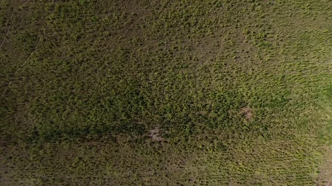AERIAL: Marijuana field Stock Footage