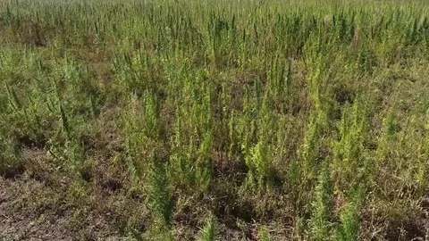 AERIAL: Marijuana field Stock Footage