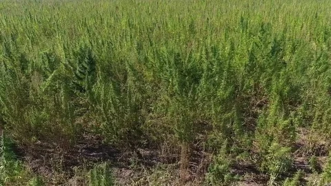 AERIAL: Marijuana field Stock Footage 80771631