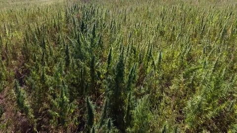 AERIAL: Marijuana field Stock Footage 80782558