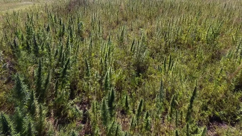 AERIAL: Marijuana field Stock Footage 80784664