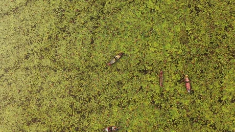 Aerial of a Marsh Stock Footage 261926568