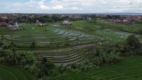 Aerial: Marvelous Rice Fields In The Middle of Traditional Village in Bali 스톡 동영상 147418065