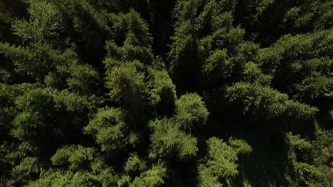Aerial meadow and forest Stock Footage 79030028