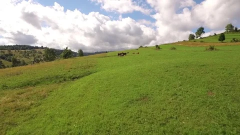 Aerial meadow and forest Stock Footage 79030331