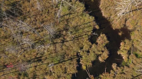 AERIAL Meandering river in gorgeous sunny marshland covered with dead bare trees Stock Footage