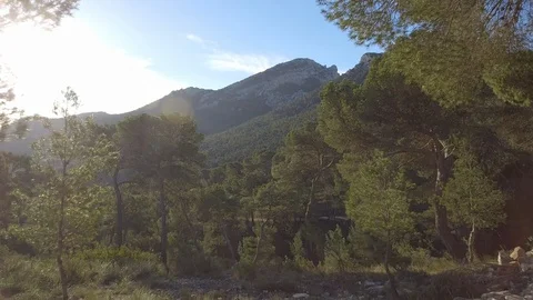 Aerial Mediterranean pine forest. Stock Footage 121876679