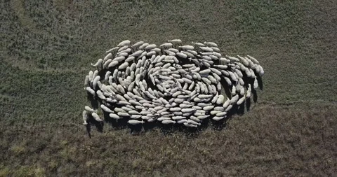 Aerial medium shot of a herd of sheep Stock Footage 258356536