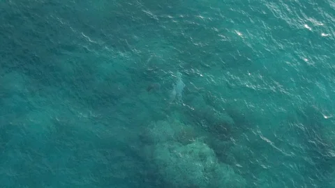Aerial of Medium sized pod of dolphins hunting around a reef pinnacle 스톡 동영상 100861842