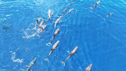 Aerial of Melon-Headed Whales at the Surface of the Pacific Ocean Stock Footage 304374243