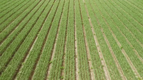 Aerial mid level forward fly clip over an onion crop field in the countryside Stock Footage 205331890