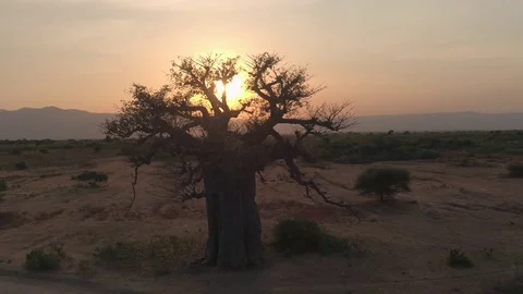 AERIAL: Mighty baobab tree in vast plain savannah field at peachy light sunrise Stock Footage 70871253