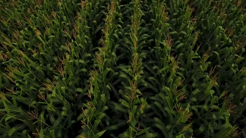Aerial - Minnesota Corn Fields Farm Video stock 81716129