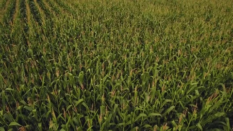 Aerial - Minnesota Corn Fields Farm Stock Footage 81834146