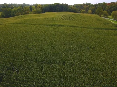 Aerial - Minnesota Corn Fields Farm Stock Footage 81834189