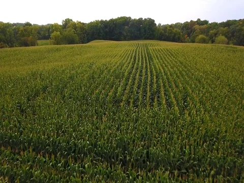 Aerial - Minnesota Corn Fields Farm Video stock 81834208