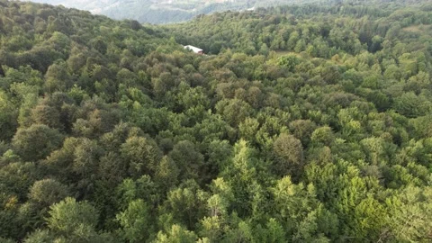 Aerial misty forest Stock Footage 214040147