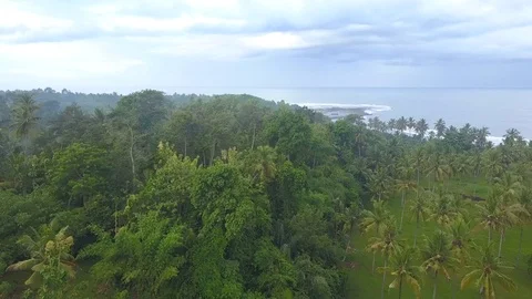 AERIAL: Misty morning in overgrown palm tree rainforest near fishing village Stock Footage