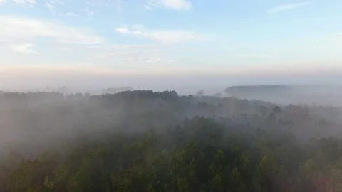 Aerial of Misty Pine Forest Video stock 124865483