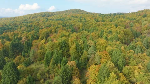 AERIAL: Mixed deciduous and evergreen trees stretch over hilly terrain in autumn Stock Footage 343799053