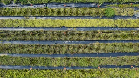 Aerial modern farming methods Stock Footage 240500749