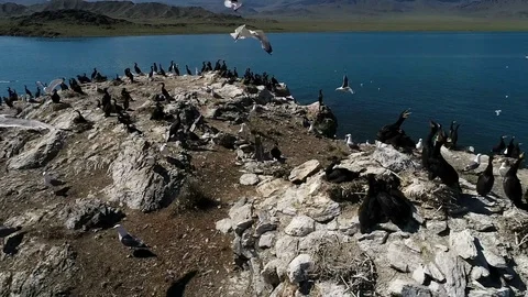 Aerial. Mongolia from above. Bird Island. Uureg Nuur Lake Stock Footage 95616341