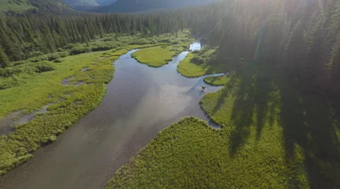 Aerial moose stream forest Stock Footage 65343594