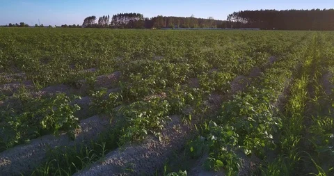 Aerial motion above planted in lines potatoes on field Stock Footage 100420439