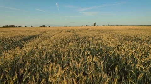 Aerial Motion Over Yellow Ears Ripe Wheat Vast Farming Field Before Harvest Vidéo 112997125