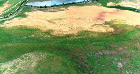 Aerial: motion view of a group of cows on a dry field and lake nearby Stock-Footage 113408241