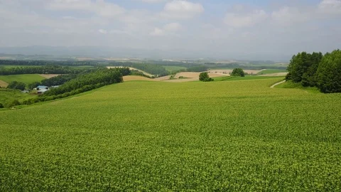 Aerial motion view a large corn field Stock Footage